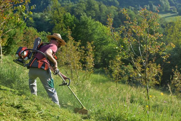 Cost of Slope Trimming in Fairhope